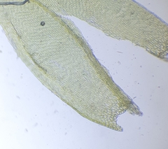 Cirriphyllum crassinervium