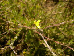 Osteospermum ciliatum