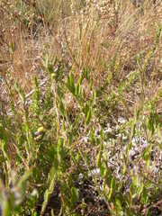 Osteospermum ciliatum