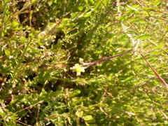 Osteospermum ciliatum