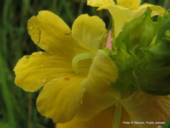 Alectra sessiliflora sessiliflora