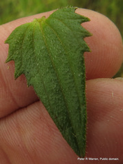 Alectra sessiliflora sessiliflora