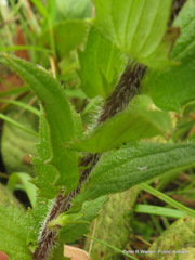 Alectra sessiliflora sessiliflora