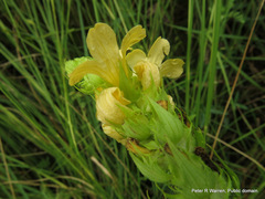 Alectra sessiliflora sessiliflora