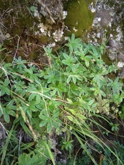 Alchemilla alpigena