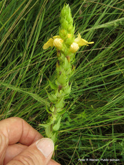 Alectra sessiliflora sessiliflora