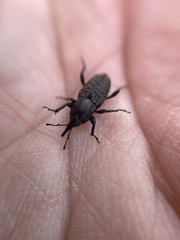 Sphenophorus cicatristriatus