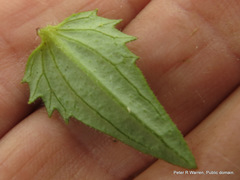 Alectra sessiliflora sessiliflora
