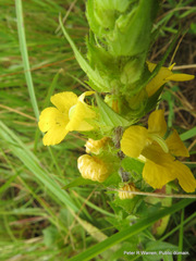 Alectra sessiliflora sessiliflora