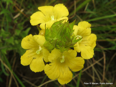 Alectra sessiliflora sessiliflora