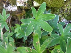 Alchemilla alpigena