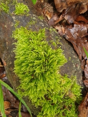 Cirriphyllum crassinervium