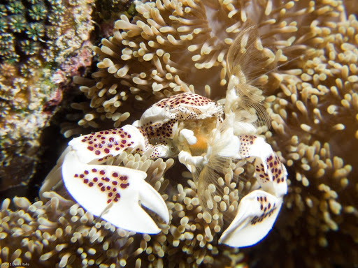 Neopetrolisthes