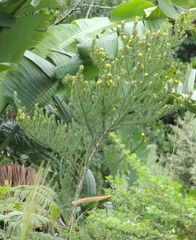 Aspalathus dahlgrenii