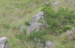 Aspalathus dahlgrenii