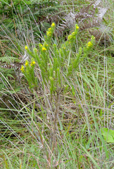 Aspalathus dahlgrenii