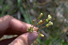 Pelargonium lobatum