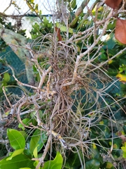 Tillandsia recurvata image