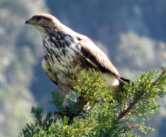 Forest Buzzard photo 3