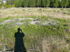 Aspalathus retroflexa retroflexa