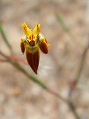 Moraea inconspicua