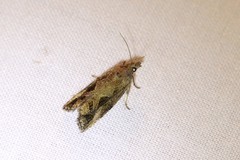 Endothenia nubilana