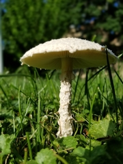Saproamanita thiersii