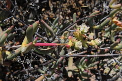 Stoeberia frutescens