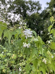 Ripariosida hermaphrodita