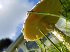 Saproamanita thiersii