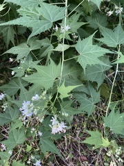 Ripariosida hermaphrodita