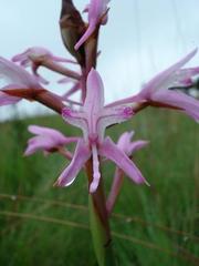Disa roseovittata