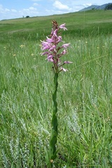 Disa roseovittata