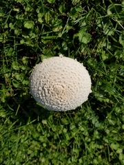 Saproamanita thiersii