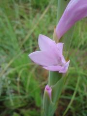Watsonia occulta