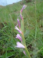 Watsonia occulta