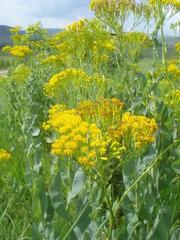 Senecio isatidioides