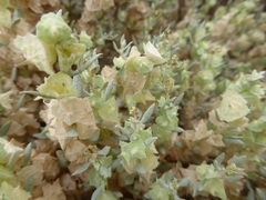Atriplex lindleyi