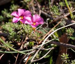 Oxalis glabra