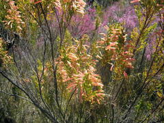 Erica curviflora curviflora
