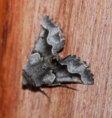 Drepanogynis figurata