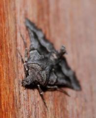 Drepanogynis figurata