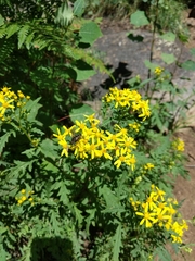 Senecio eremophilus