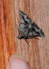 Drepanogynis figurata