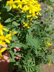 Senecio eremophilus