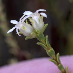 Euchaetis pungens