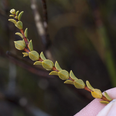 Euchaetis pungens