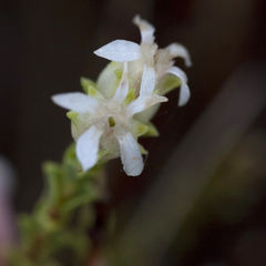 Euchaetis pungens