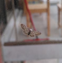 Idaea seriata