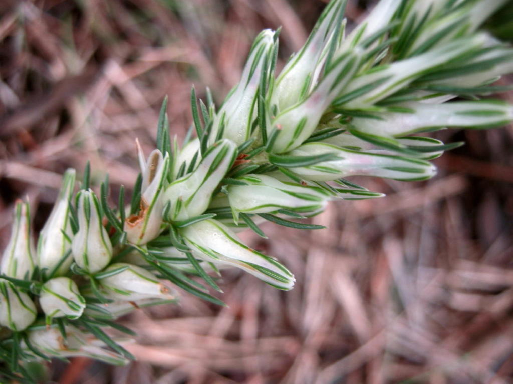 Ringpetal Heaths